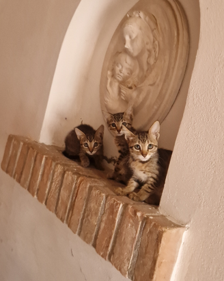 Cuccioli Ocicat