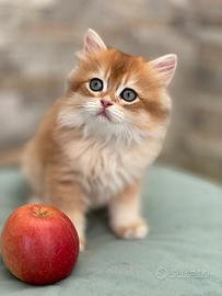 British longhair