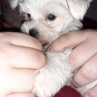 Cucciola maltese