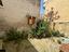 Immagine 11