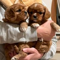 FEMMINUCCIA Cavalier King Charles Spaniel con Pedi