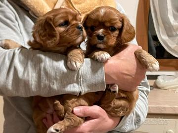 FEMMINUCCIA Cavalier King Charles Spaniel con Pedi
