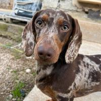 Bassotto Arlecchino nano per accoppiamento