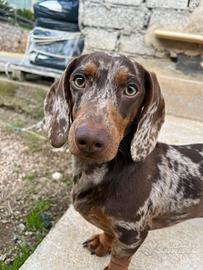 Bassotto Arlecchino nano per accoppiamento
