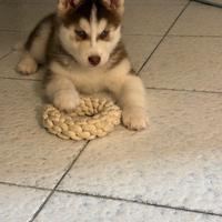 Cucciolo siberian husky