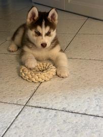 Cucciolo siberian husky