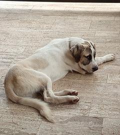 Cane pastore dell'Asia Centrale maschio
