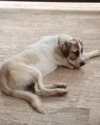 Cane pastore dell'Asia Centrale maschio