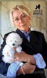 Cucciolo barboncino toy bianco