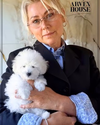 Cucciolo barboncino toy bianco