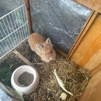 Coniglio nano testa di leone