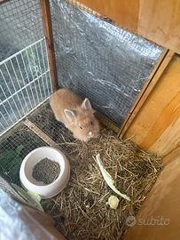 Coniglio nano testa di leone