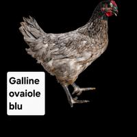 Galline ovaiole francesi blu 5 mesi