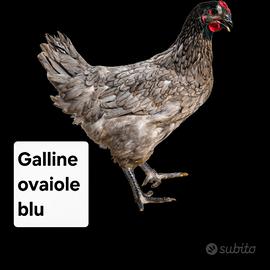 Galline ovaiole francesi blu 5 mesi