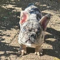 Cuccioli bulldog francese esotici