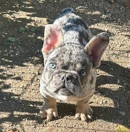 Cuccioli bulldog francese esotici