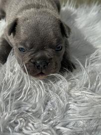 Bulldog francesi blu tan merle