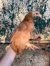 Pulcinotte - galline pesanti/ da carne