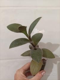 Tradescantia pallida pale puma