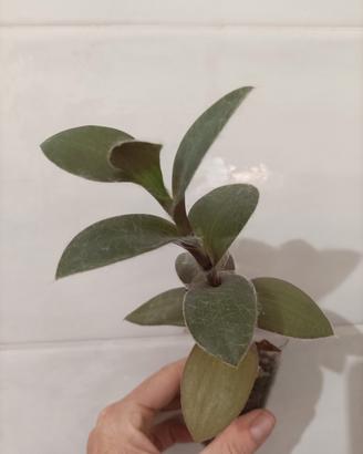 Tradescantia pallida pale puma