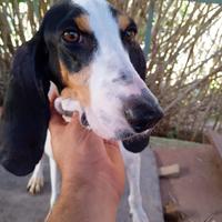 Sugugi ariegeois cuccioli