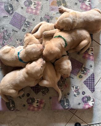 Labrador Miele