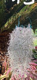Tillandsia