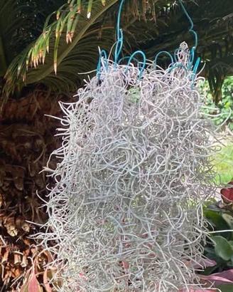 Tillandsia