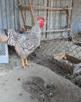 Amrock