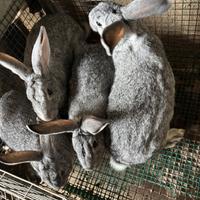 Conigli grigio di carmagnola