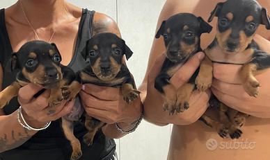 Cuccioli pinscher puri
