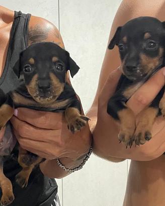 Cuccioli pinscher puri