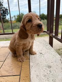 Cucciolo Cocker spaniel