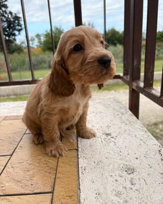 Cucciolo Cocker spaniel