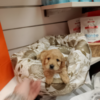 Barboncino Maltipoo femmina