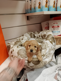 Barboncino Maltipoo femmina