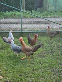 Galline e pulcini italiener