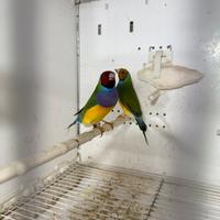 Diamante del Gould (esotici)