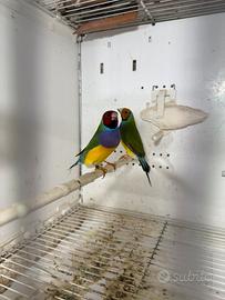 Diamante del Gould (esotici)