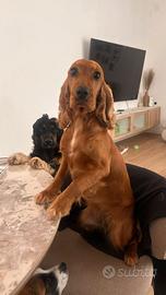 6 cuccioli cocker spaniel