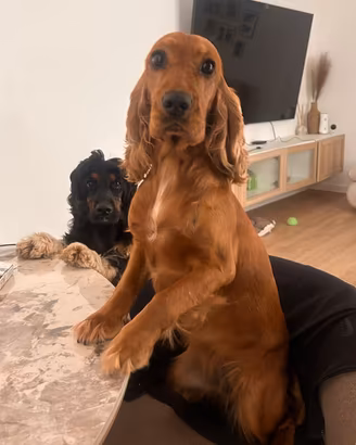 6 cuccioli cocker spaniel