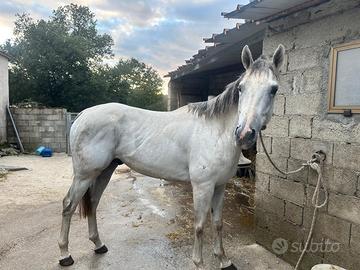 Cavallo