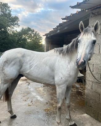 Cavallo