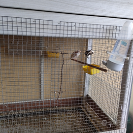 Vendita voliera artigianale