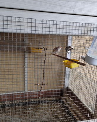 Vendita voliera artigianale