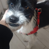 Arturo cane affettuoso e educato