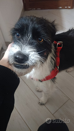 Arturo cane affettuoso e educato