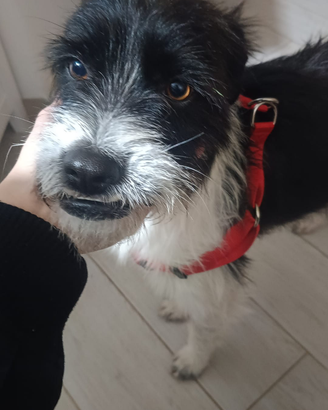 Arturo cane affettuoso e educato