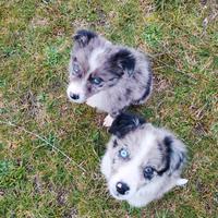 Border collie Blue merle