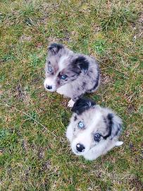 Border collie Blue merle